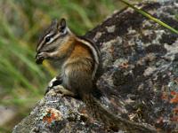 Kleines Streifenhörnchen auf Felsblock - Jasper NP